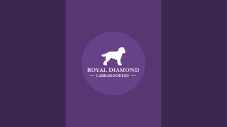 Royal Diamond Labradoodles is live!