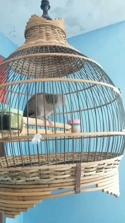 burung derkuku jinak