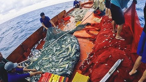 Bắt Được Bầy Cá Giũa Lấy Bao Tử Làm Món Ăn Buổi Sáng Ngon Lành|Đánh Cá 2025-Tập65|Sóng Biển Hứa Đông