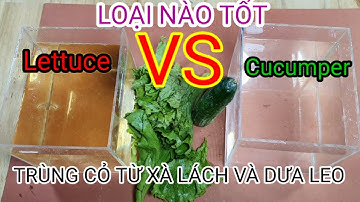 Cách tạo trùng cỏ cho cá bột từ xà lách | Trùng cỏ cho cá betta