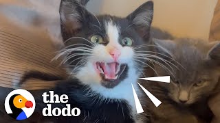 Hissing Kitten Took 2 Months To Warm Up To Her Rescuer | The Dodo