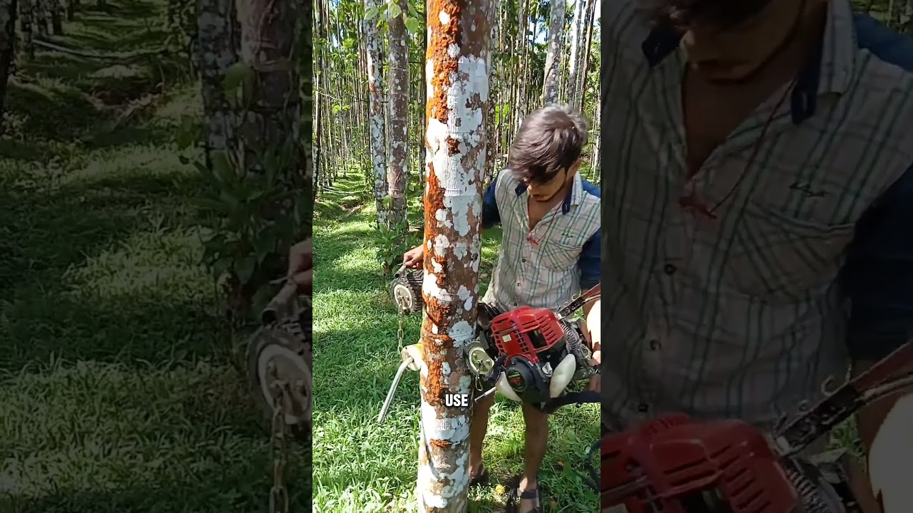 Coconut Tree–Climbing Machine Explained