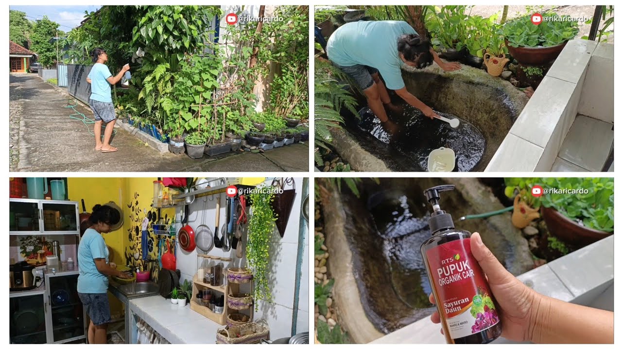 Vlog #78 Merawat tanaman sayur di teras rumah, menguras kolam ikan, membersihkan  ikan untuk dimasak