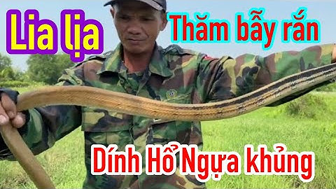 Chuyến Thăm bẫy rắn | dính Hổ Ngựa khủng lia lịa - Thời tới cản không nổi