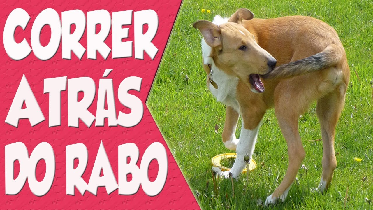 SEU CACHORRO CORRE ATRÁS DO RABO? SAIBA O MOTIVO YouTube SEU CACHORRO CORRE ATRÁS DO RABO? SAIBA O MOTIVO YouTube