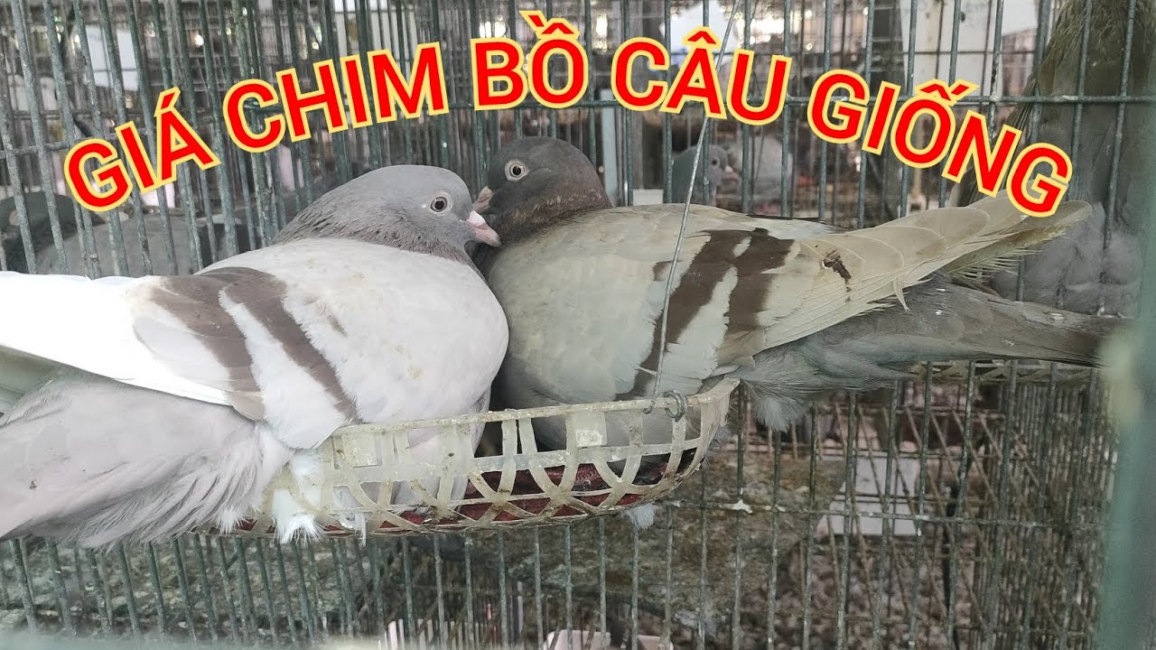 GIÁ CHIM BỒ CÂU GIỐNG TITAN THÁI KHU VỰC MIỀN NAM | TRẠI BỒ CÂU TITAN ÚT HUỆ CHỢ GẠO TIỀN GIANG