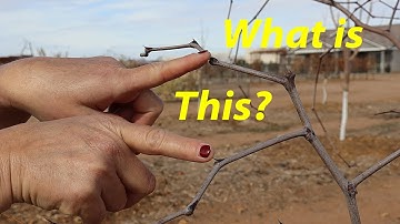 Pruning Jujube Trees | The Key to Explosive Growth and Production!