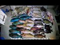 【魚突き】奄美大島 2022年4月11日