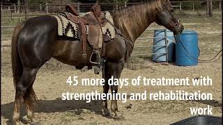 Three Equine Meniscus Tears, Incredible Healing Time 70% Faster With Rehab Dose.