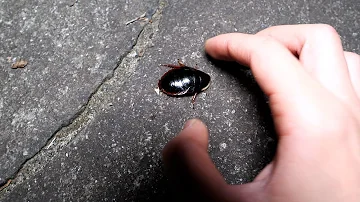 ホモサピ 丸いゴキブリ ホモサピ 丸いゴキブリ