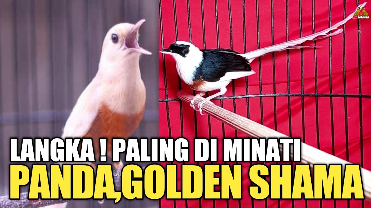 AGEN SULTAN ! STOKNYA RIBUAN EKOR JUAL MURAI BATU SAMPAI HARGA RATUSAN JUTA !