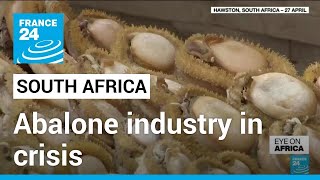 Poachers leave South Africa's abalone fishing industry • FRANCE 24 English