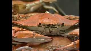 CBS 6 Video Vault - 1995 - May 27 - Crab prices are increasing screenshot 5