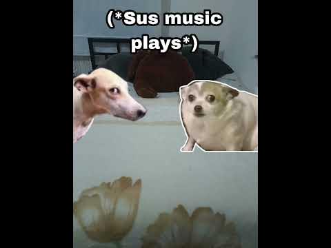 when veshremy tries to play with dogs - YouTube