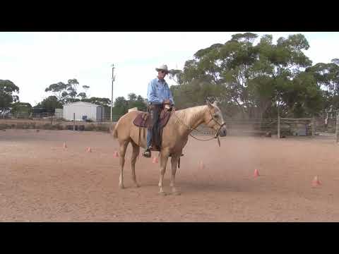 How to Help a heavy horse become light -  free lightness horse riding lesson with Steve Halfpenny