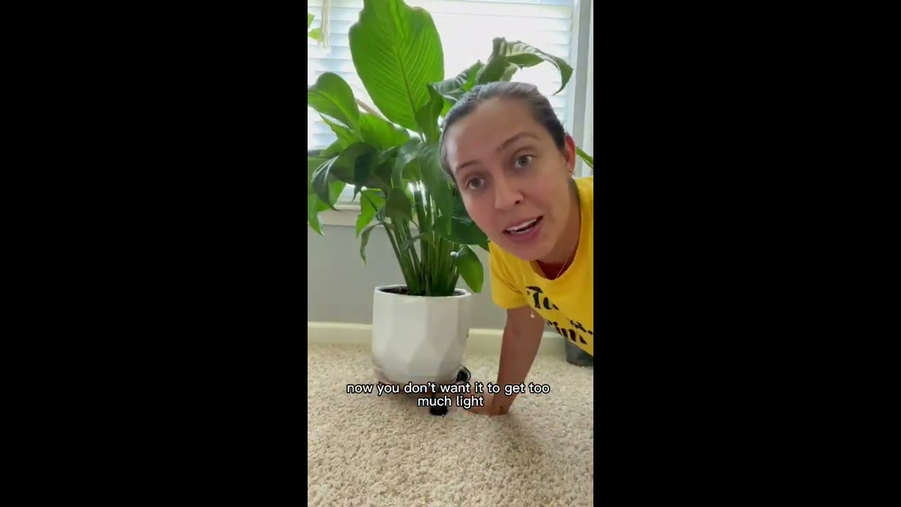 Where are the blooms…. On your peace lily? #peacelily #plantcare #plantcaretips #blooms