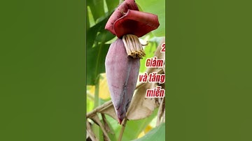 Đều Gì Xảy Ra Khi Ăn Bắp Chuối #dinhduong #songkhoe