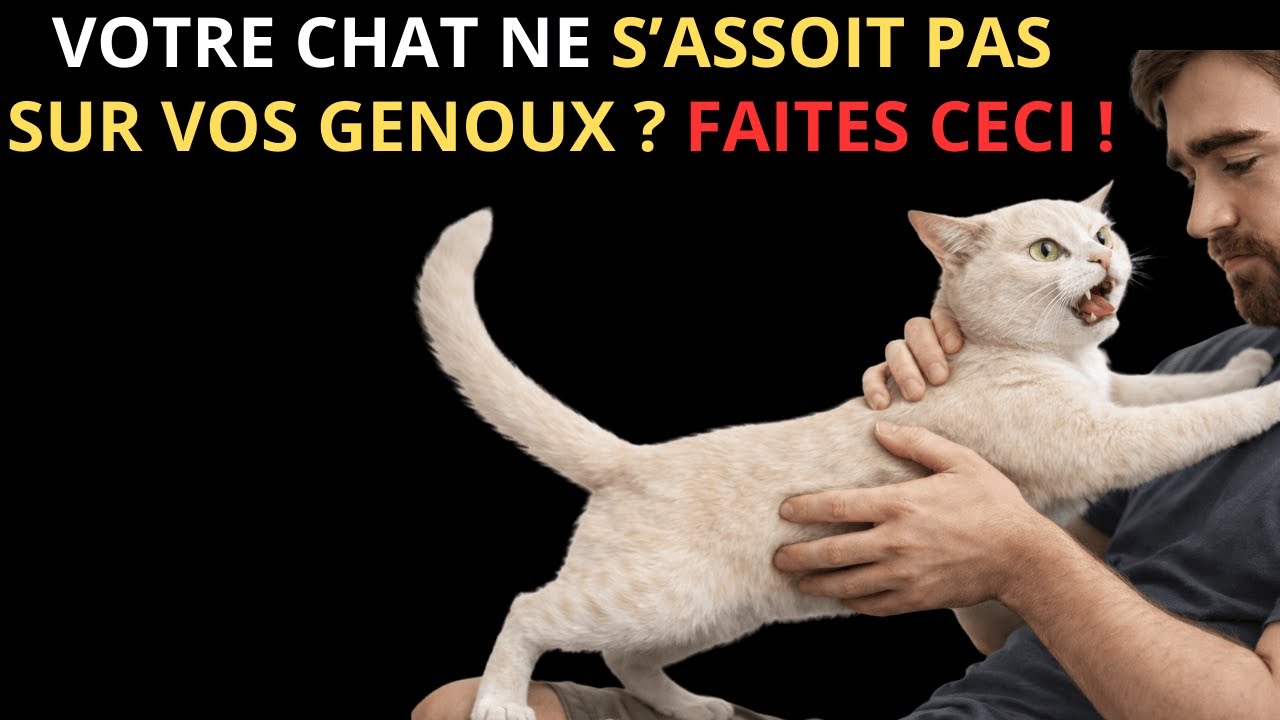 Fais ceci et ton chat te suppliera de s’asseoir sur tes genoux à chaque fois