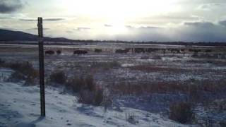 Jackson Hole - Buffalo Jumping.AVI