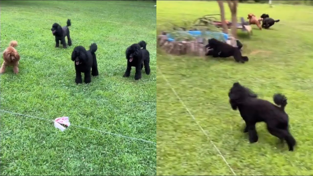 Dogs Owner Invents New Toy For Playtime - YouTube