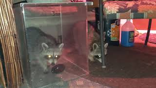 Racoons