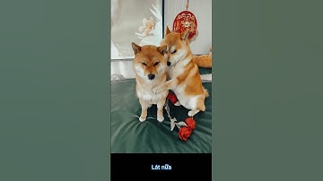 Những khoảnh khắc hài hước của chó mèo khiến bạn cười không ngớt!