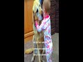 Children&#39;s Playful Scene With Indoor Pets #Shorts