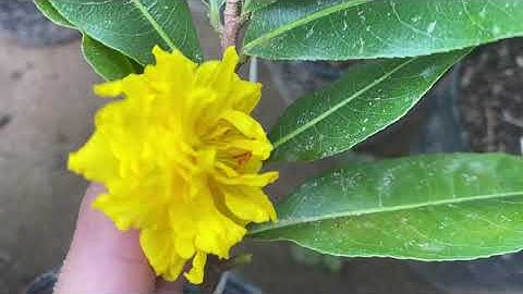 Cúc vip (cúc tri kỷ),200k/cặp, bao ship,0397142252,13/9/2020