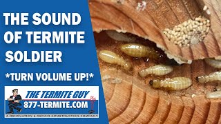 **RARE VIDEO**  The Sound of Termite Soldier