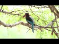 Kingfishers are know for hunting fishes. Part 1-  Kingfisher dealing with the crab. Wait for Part 2