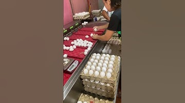 5 Essential Features Every Modern Egg Sorting Machine Should Have