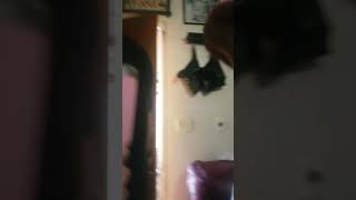 Spaghetti And Snowballs