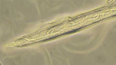 "Bag of worms" phenotype C. elegans