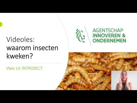 Video: Historische Voorbeelden Van Het Gebruik Van Insecten Voor Oorlog - Alternatieve Mening