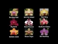 Орхидеи фаленопсис название и сорт \  Phalaenopsis Orchids name and grade