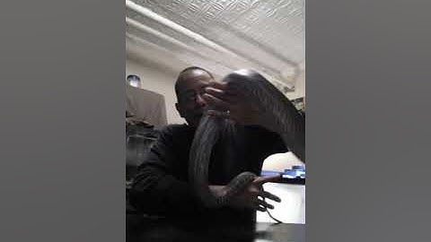 Granite Carpet Python Morph .