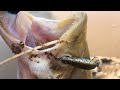 Zipbaits Rigge 46s | ไปรับเหยื่อจากเพื่อนมา ลองเทสดู อู้หู…เจอปลาเบี้ยว😱