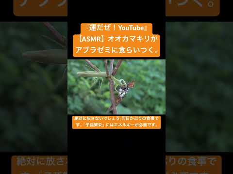 【ASMR】オオカマキリがアブラゼミに食らいつく。 #sdgs #asmr #昆虫 #虫の声 #asmrtriggers #カブトムシ #虫食べる #ytshorts #クワガタ #虫の音 #昆虫