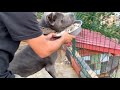 CANE CORSO NARKOZ’A 1HAFTADIR YEMEK VERMİYORUM :)