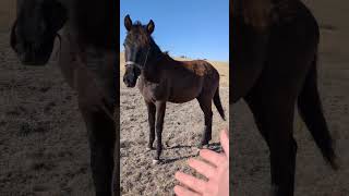 I don't know what you're talking about. we're just horsing around here
