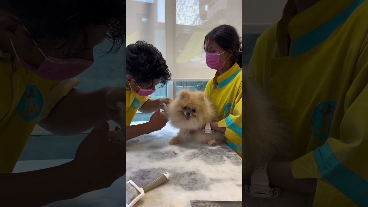 Pet grooming in nepal at PetMama. What are the grooming processes? 