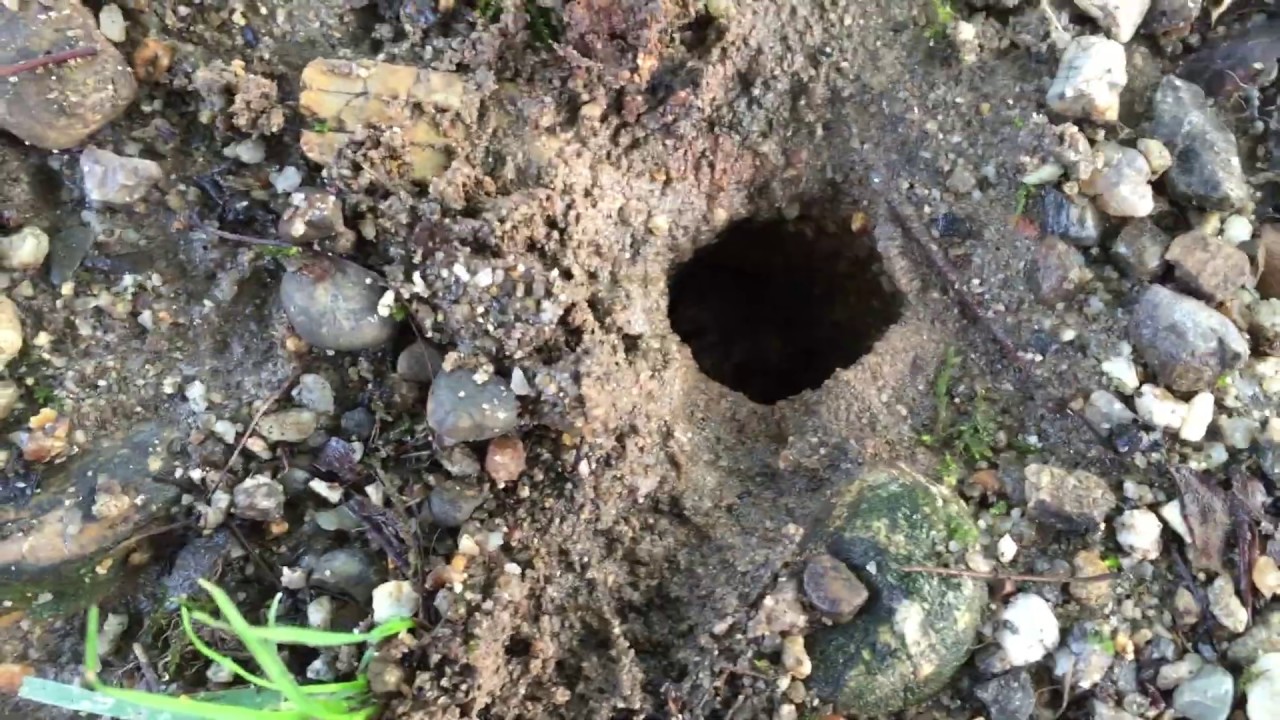 セミについて 京都蝉追人 セミについて 京都蝉追人