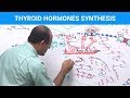 Thyroid Hormones Synthesis - Thyroid Gland