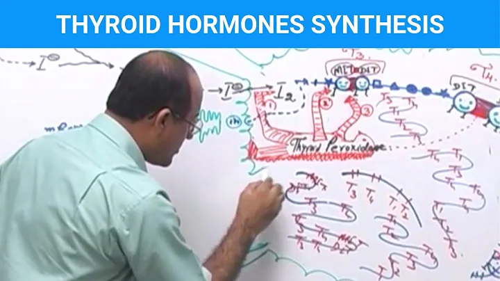 Thyroid Hormones Synthesis | Thyroid Gland 👨‍⚕️ - DayDayNews