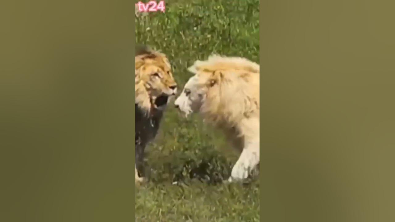 White male lion Vs lion fight & fighting & lion cubs & Discovery tv24