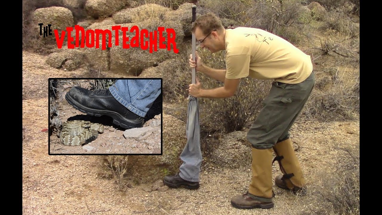 rattlesnakes Rattlesnake Safety: Research