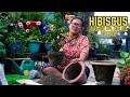 How to get maximum flowers from hibiscus plant hibiscus plant care tips and repotting