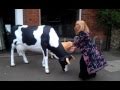 Silly cow makes friends with toyah willcox