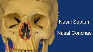 Bone - Skull - Bones of the Nasal Cavity