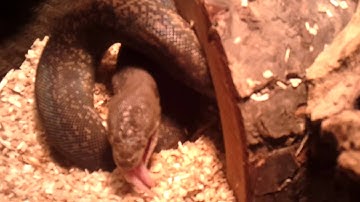 Macklots Python feeding pt.2 - Alice